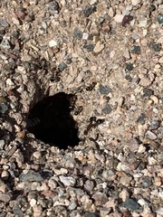 Myrmecocystus mimicus