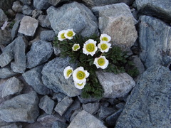 Ranunculus glacialis
