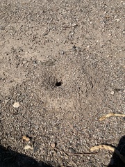 Myrmecocystus mimicus