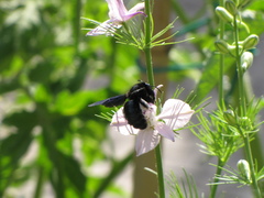 Xylocopa