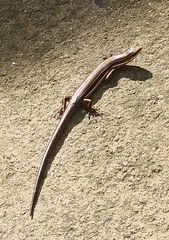 Aspronema dorsivittatum