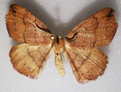 Apodrepanulatrix liberaria