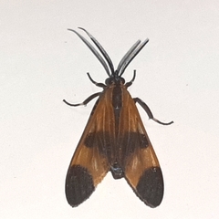 Dycladia correbioides