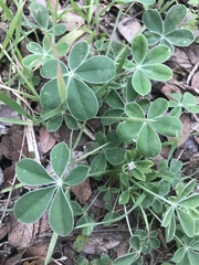 Lupinus texensis