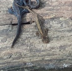 Pleurodelinae