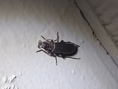 Sparedrus aspersus