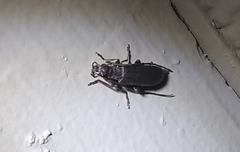 Sparedrus aspersus