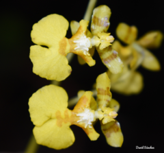 Oncidium panchrysum