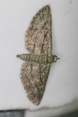 Eupithecia longidens