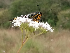 Mimoniades versicolor