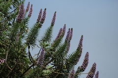 Echium virescens