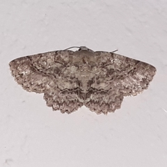 Bryoptera subbrunnea