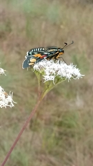 Mimoniades versicolor