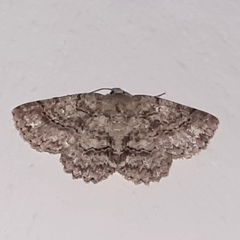 Bryoptera subbrunnea