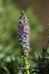 Echium virescens