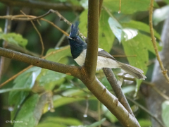 Trochocercus cyanomelas bivittatus