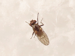 Coenia curvicauda