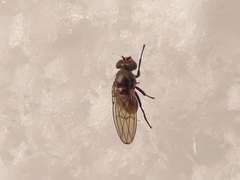 Coenia curvicauda