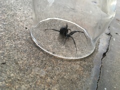 Latrodectus hesperus