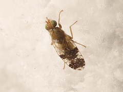 Tephritis bardanae