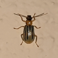 Diabrotica underwoodi