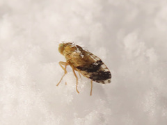 Tephritis bardanae