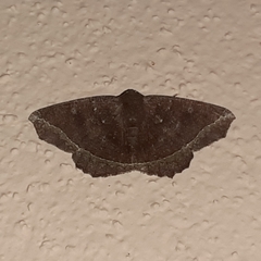 Synnomos firmamentaria