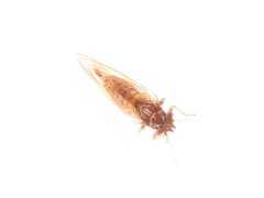 Cacopsylla melanoneura
