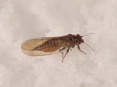 Cacopsylla melanoneura