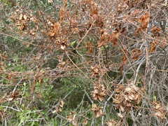 Serjania brachycarpa