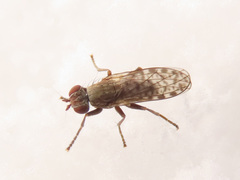 Pherbellia schoenherri