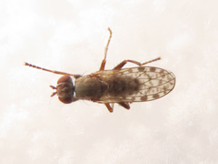 Pherbellia schoenherri