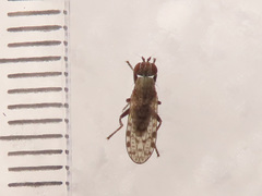 Pherbellia schoenherri