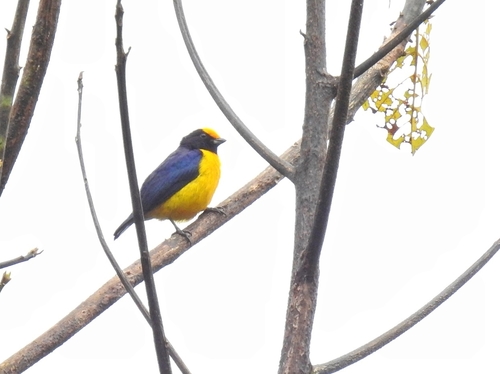 Orange-bellied Euphonia (Euphonia xanthogaster), photo 3