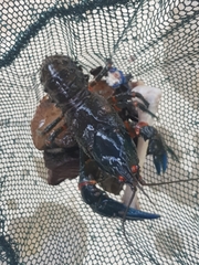 Euastacus valentulus