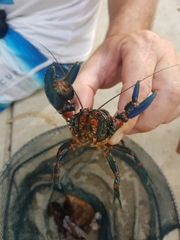 Euastacus valentulus