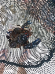 Euastacus valentulus