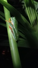 Callimedusa tomopterna