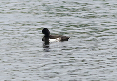 Aythya fuligula