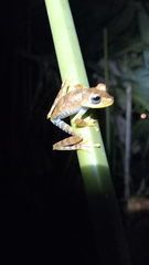 Boana calcarata