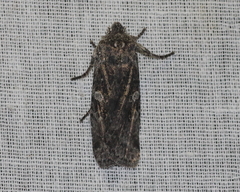 Lithophane antennata