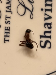 Camponotus vicinus