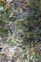 Microstegium vimineum