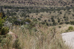 Melianthus