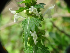 Lamium bifidum