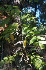 Wisteria floribunda