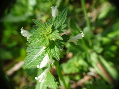 Lamium bifidum