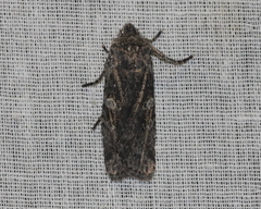 Lithophane antennata