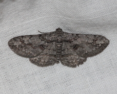 Iridopsis vellivolata