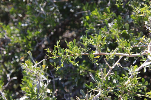 Image of Searsia longispina by (c) Tony Rebelo, some rights reserved (CC BY-SA)